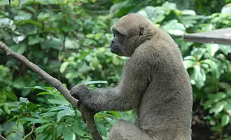 3d2n manu monkey