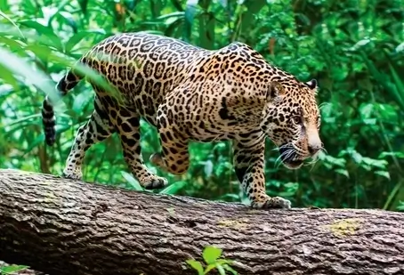 3d2n wildlife manu