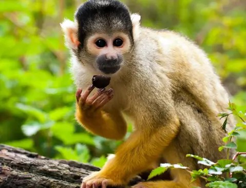 monky manu amazon